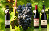 The Pinot Noir Chapter: The Heartbreak Grape, Unveiled